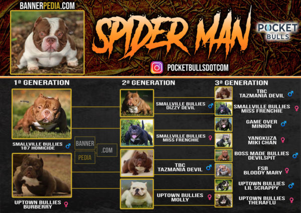 Spider-Man - Image 2