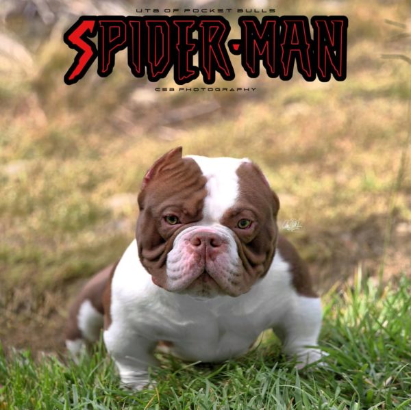 Spider-Man - Image 3