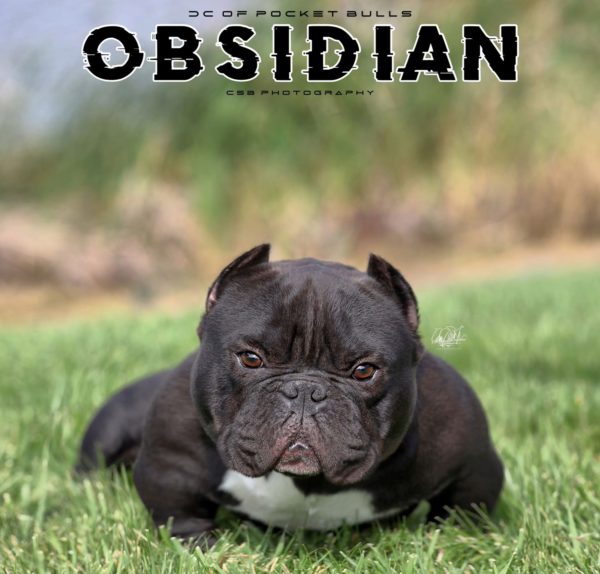 SOLD - Pimpy x Obsidian Female - Image 3