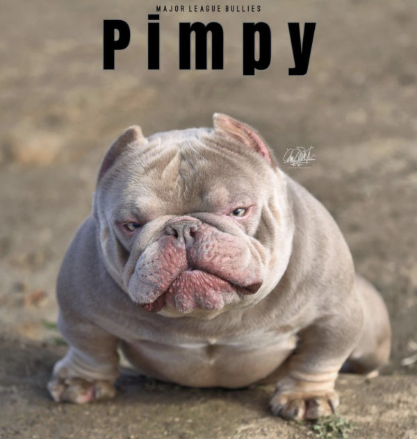 SOLD - Pimpy x Obsidian Female - Image 2