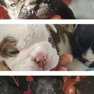 Spiderman x Tazmania  Pups