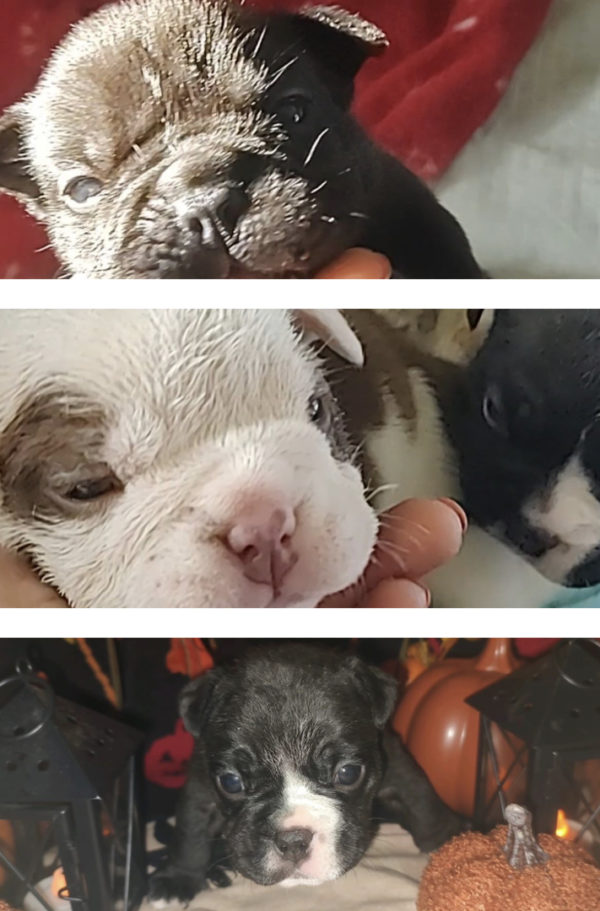 Spiderman x Tazmania  Pups